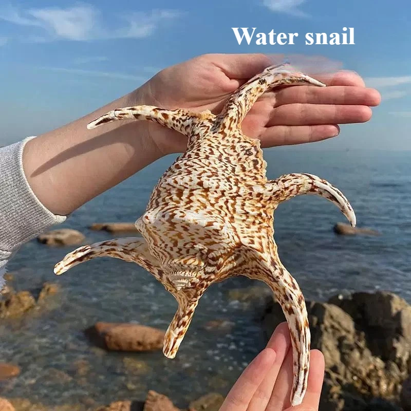 قوقعة محارة طبيعية على شكل ماء الحلزون سداسية الحلزون الجدار ملصق الديكور حوض للأسماك ديكور المنزل #1