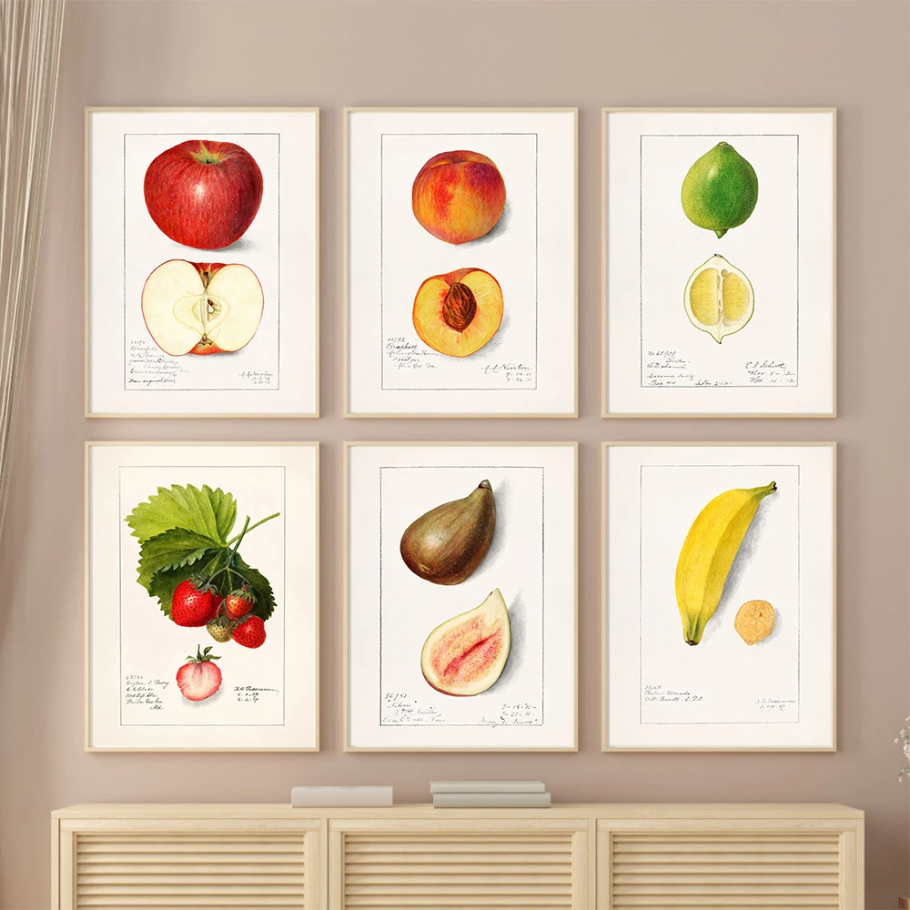 Vintage Fruit Encyclopedia Illustrations Poster Canvas Prints Fruits Retro Wall Art Decor Peach Banana Apple Kitchen Wall Decor