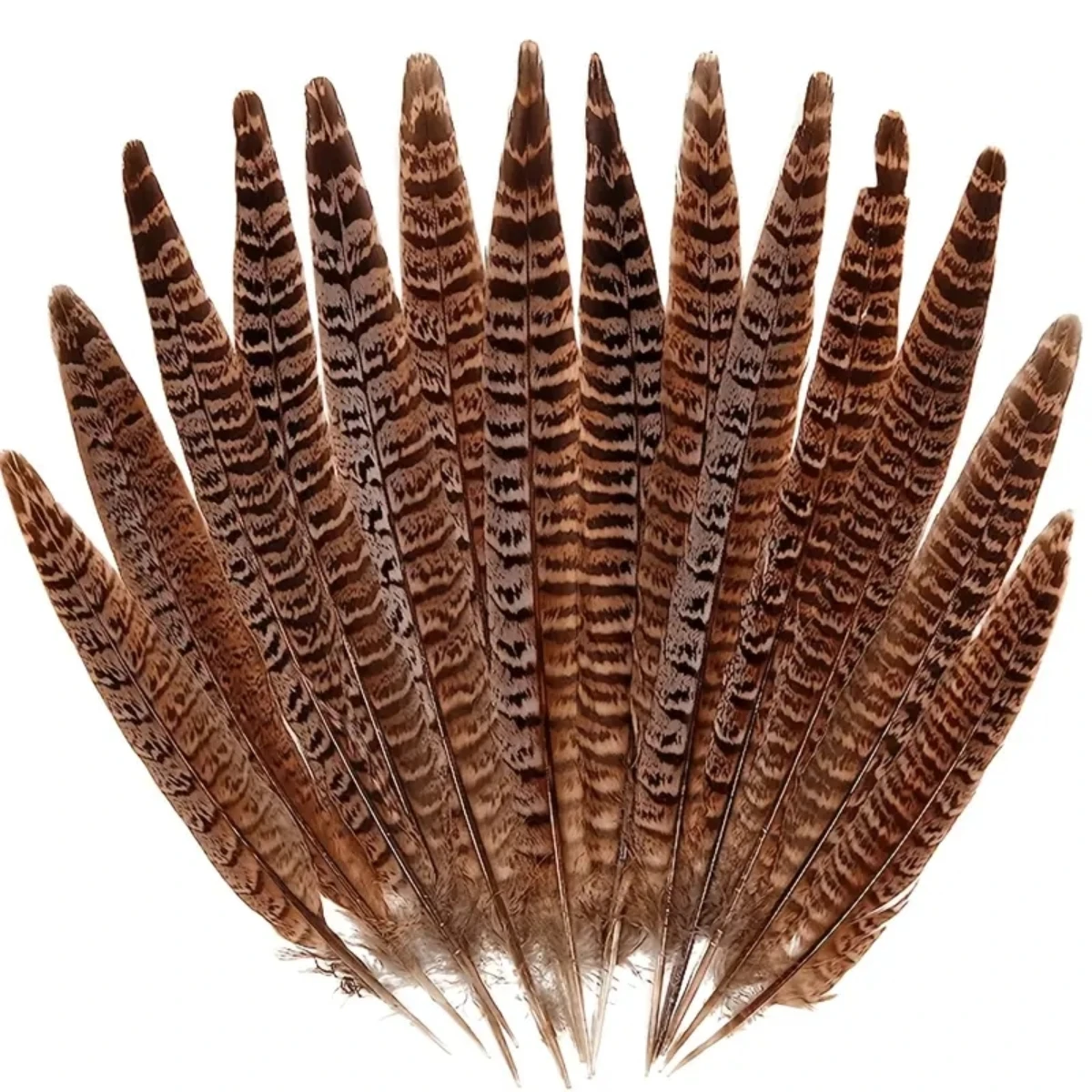 10pcs Natural Pheasant Feathers, Female Tail Feathers Female Forest-neck Chicken Tail Feathers Natural Feathers