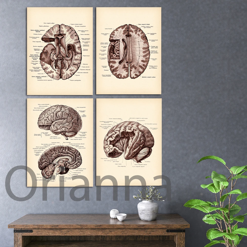 

Anatomical Brain Prints,Vintage Neurology Art,Brain Structure Poster,Medical Art,Neurologist,Psychiatrist Gift,Psychologist Gift