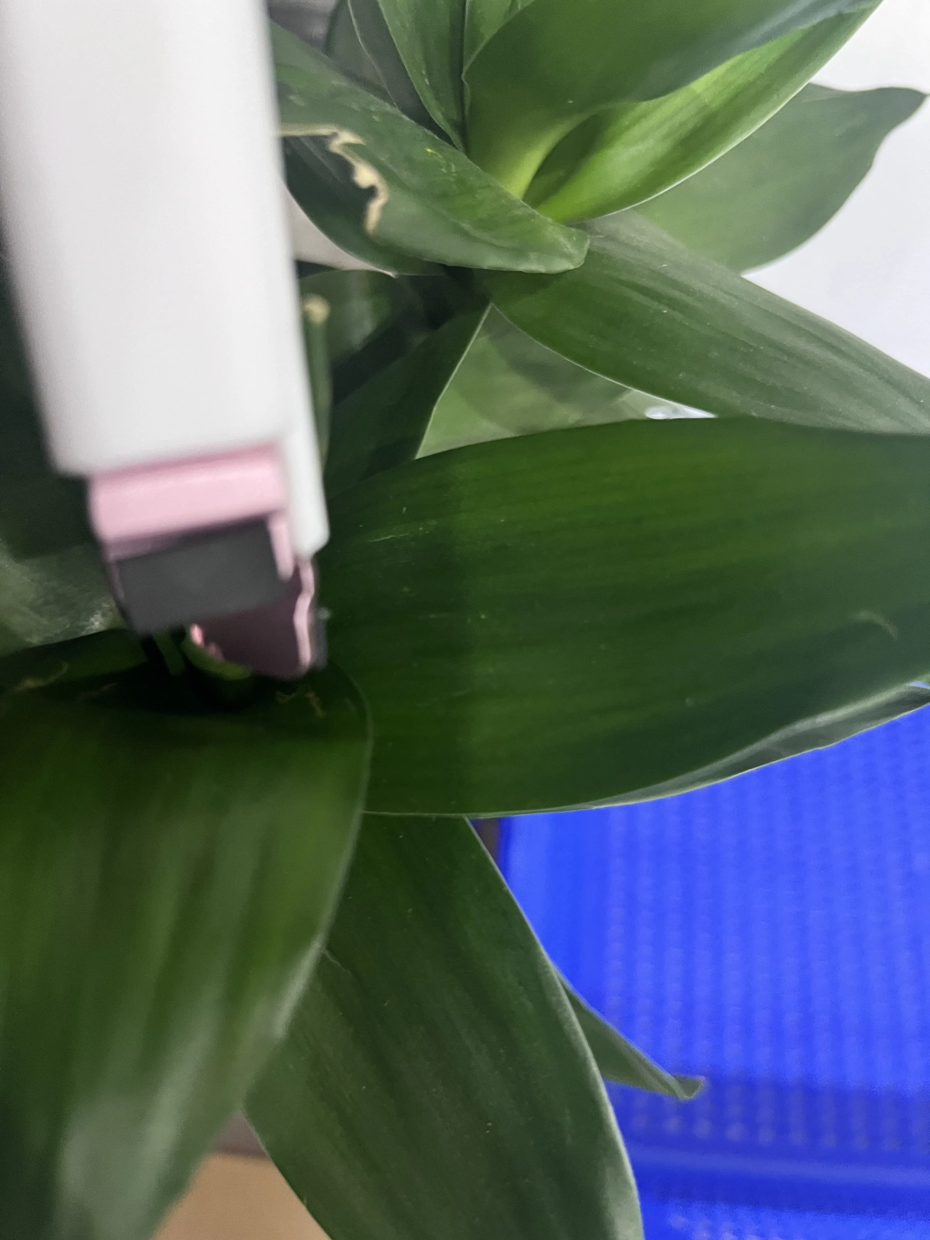 1X PASSETTO APPLICAZIONE OLIO per RICOH MP2554 MP3054 MP3554 MP4054 MP5054 MP6054 MP2555 MP3055 MP3555 MP4055 MP5055 MP6055