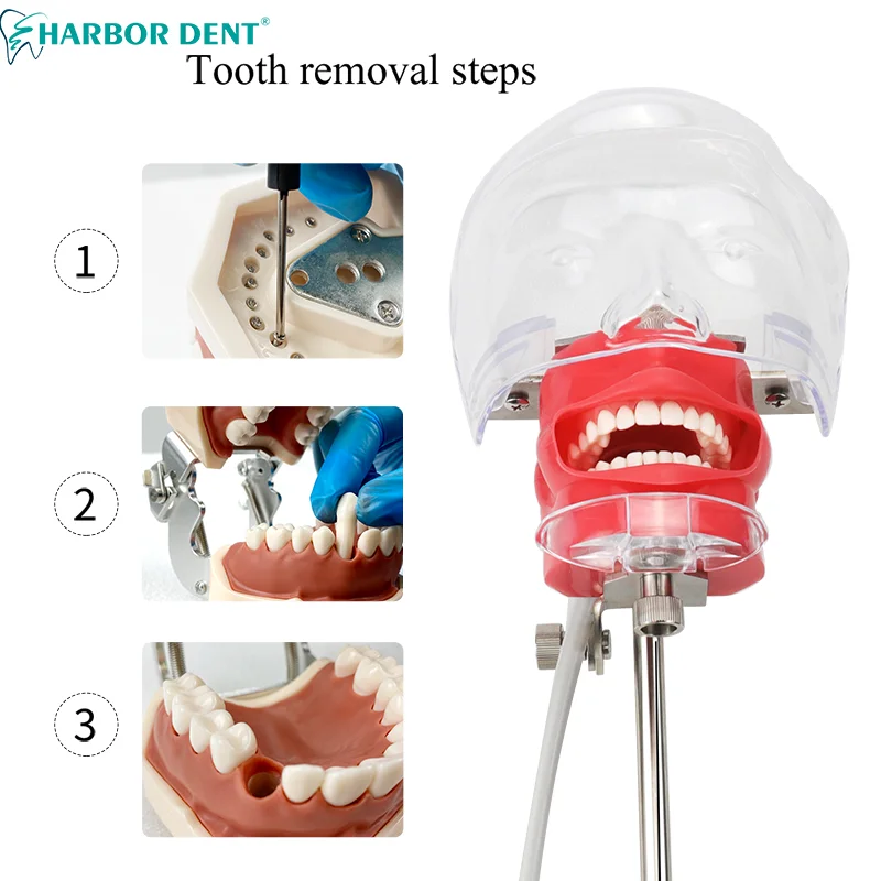 Dental Simulation Head Mold With 28Pcs Teeth Clamp Table Type Manikin Phantom For Dentist Teaching Practice Training Study