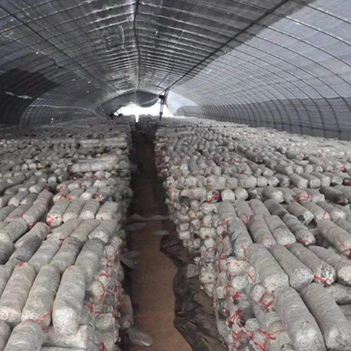 Factory Mushroom Compost Bag Filler oyster Mushroom Mycelium Bagging Machine Substrates Shiitake Fungus Filling Machine