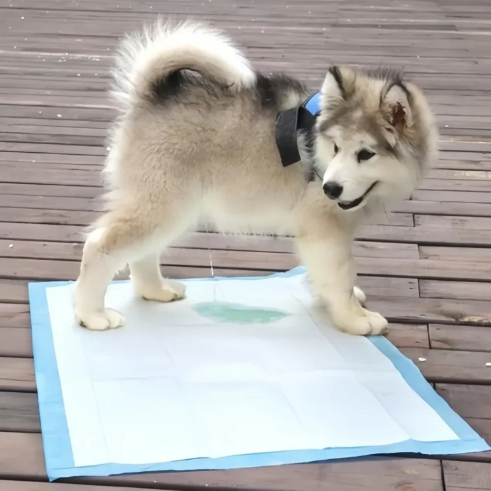 Thumbnail 3 - #30 Best Dog Diaper Pads & Liners to Buy In 2026
