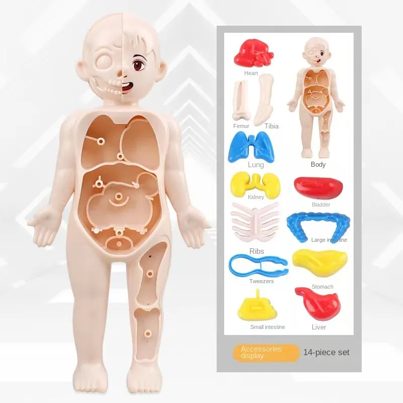 Montessori 3D Puzzle 14pcs Human Body Anatomy Model Educational Learning Organ Assembled Toy Body Teaching Tool For Children