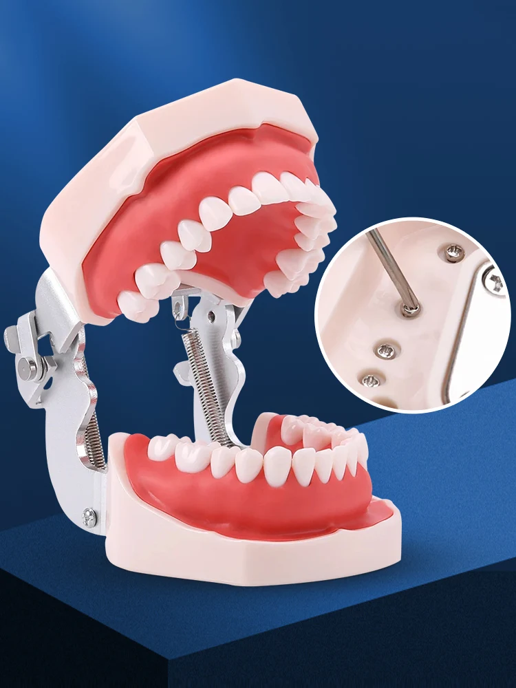 Teeth Model Dental Practice Dental Teaching Practice Tooth Models for Kids Teeth Modelation Accesories Kit Dentist tool for Dent