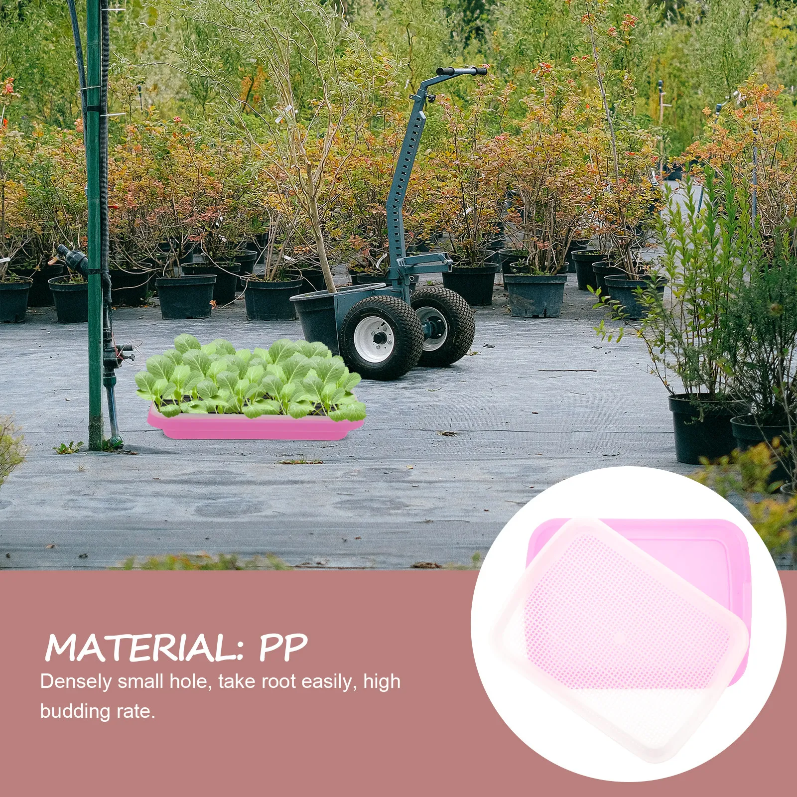Food Grade PP Sprouter Tray Soil Free Organic Sprouting System for Multiple Seeds Plus Fruit Vegetable Storage 35x26x5cm Purple