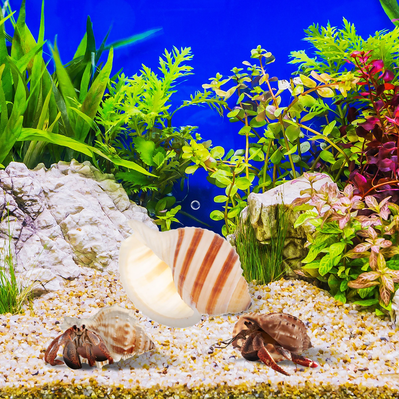 

5 Pcs Conch Shell Fish Tank Decorations Beach Shells Decorative Aquarium Ornaments