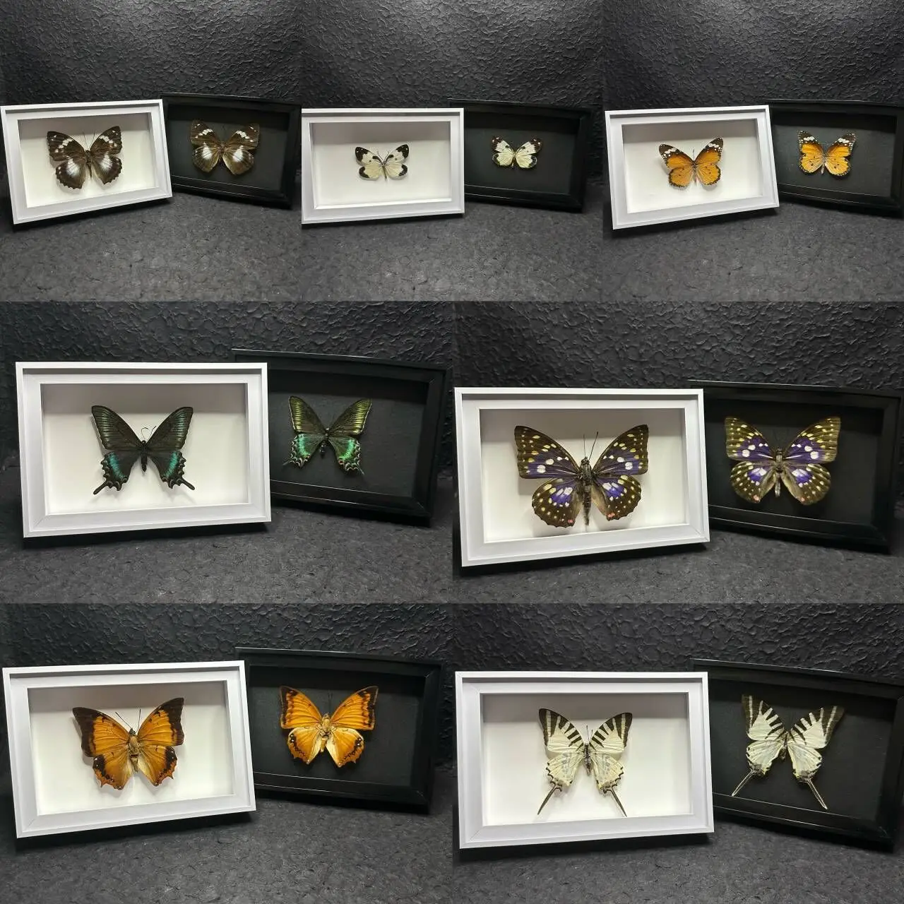 

Butterfly specimen shadow display box desktop display birthday gift insect collection