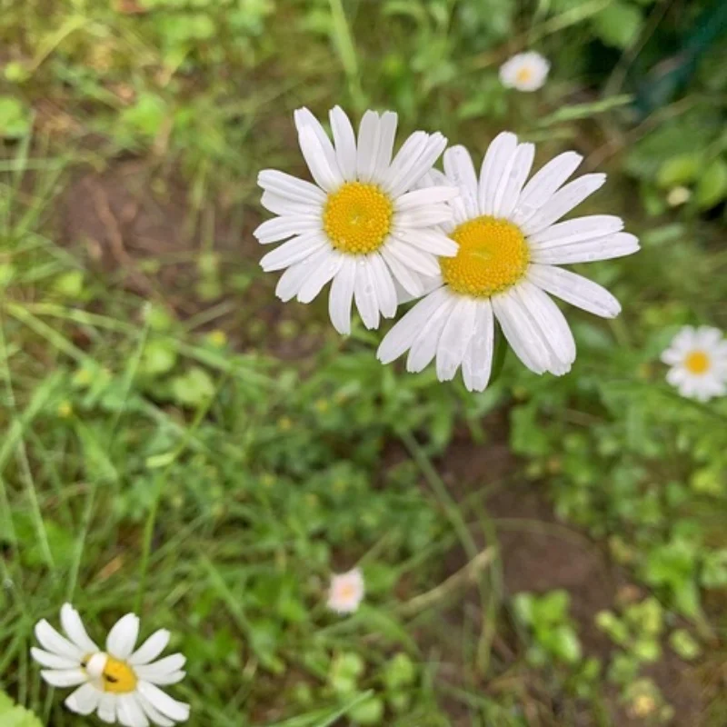 4 шт. 1 шт. 1507 мотор sin escobillas 2550KV 3650KV 3-6S Lipo para Dron de carreras de control remoto de 3 pulgadas Freestyle FPV Q 4 шт. 1 шт. 1507 мотор sin escobillas 2550KV 3650KV 3-6S Lipo para Dron de carreras de control remoto de 3 pulgadas Freestyle FPV Q