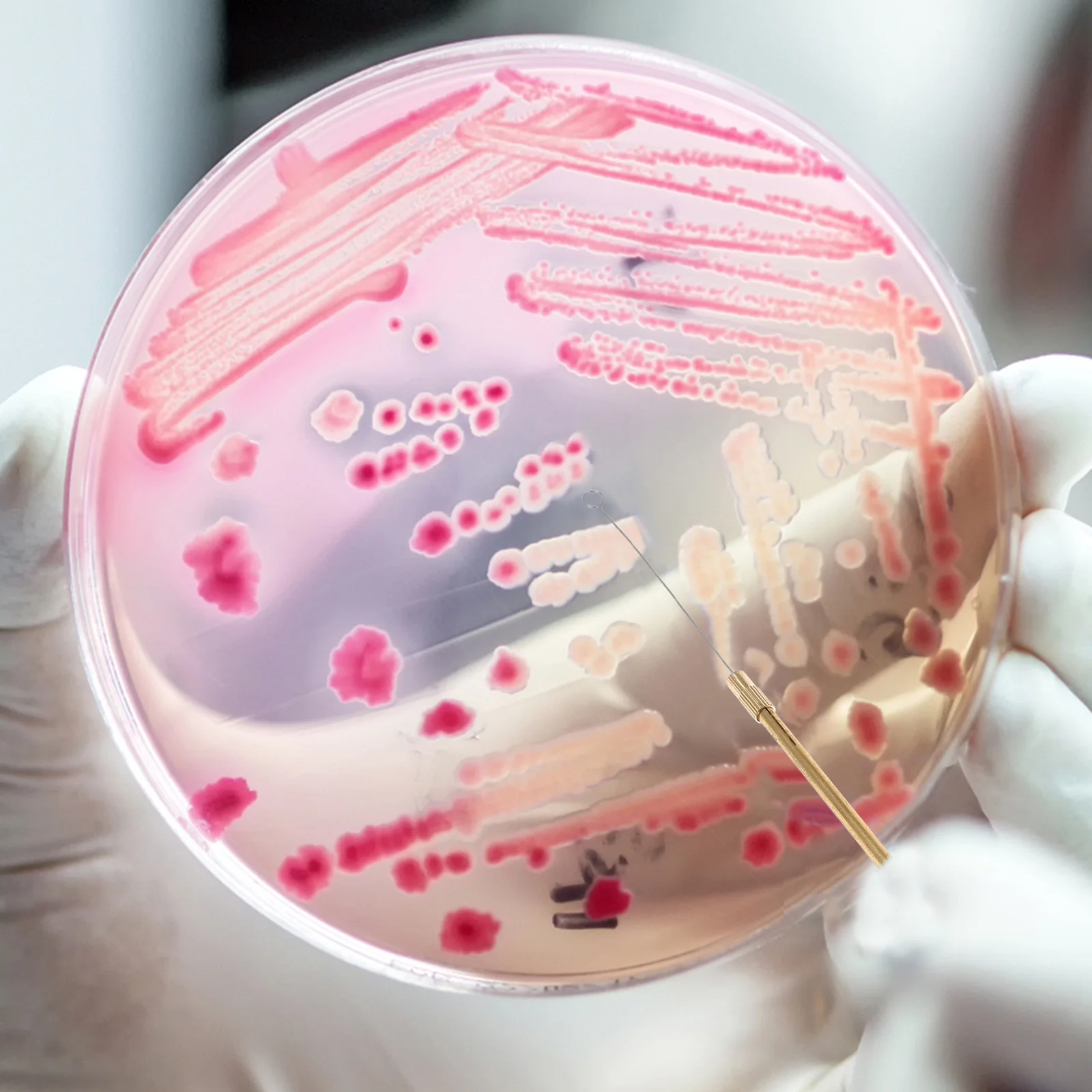 2 peças de laboratório de agulha componente de dispositivo de haste de inoculação de microbiologia