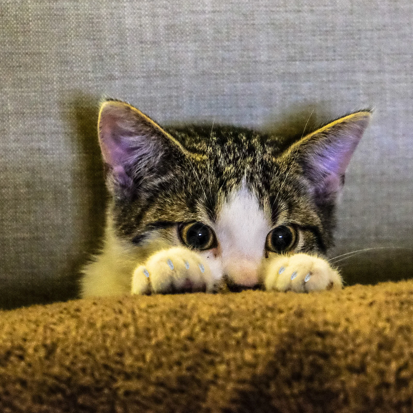 

160Pcs Cat Colorful Premium Silicone Claw Covers Protect Furniture Prevent Scratching Comfortable Pet Supplies Kitten