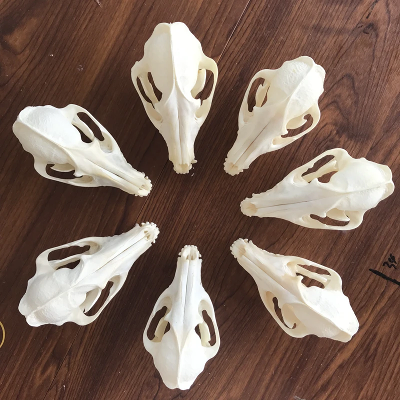 1-6pcs Nyctereutes procyonoides Skull taxidermy real bone skeleton Christmas decoration gift