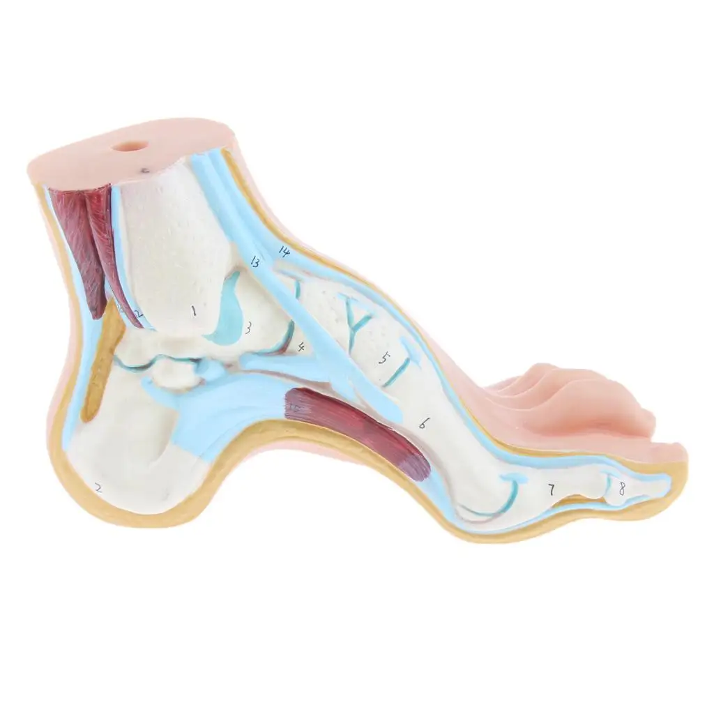 Human Foot Anatomical Model Lifesize PVC Structure Set for Education Collectibles and Display
