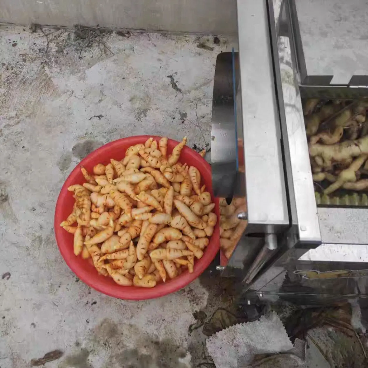 

Commercial Automatic Vegetable Peeling High Pressure Roller Brush For Potato Cassava Cleaning Machine