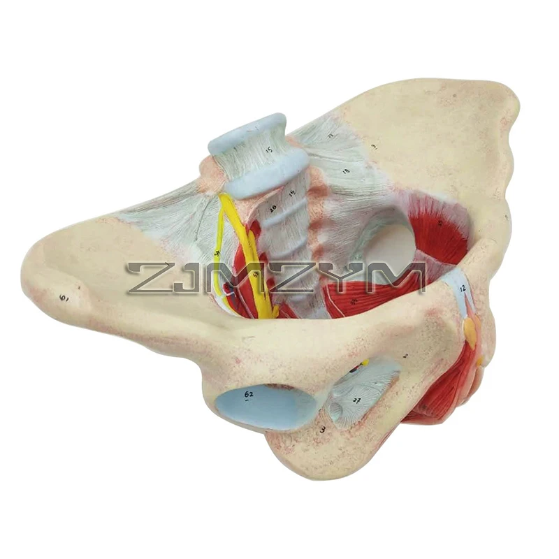 1:1 Life Sized Human Female Pelvis Neural Model Pelvic Floor Muscle Nerve Perineal Ligament Neuromuscular Model Teaching AIDS