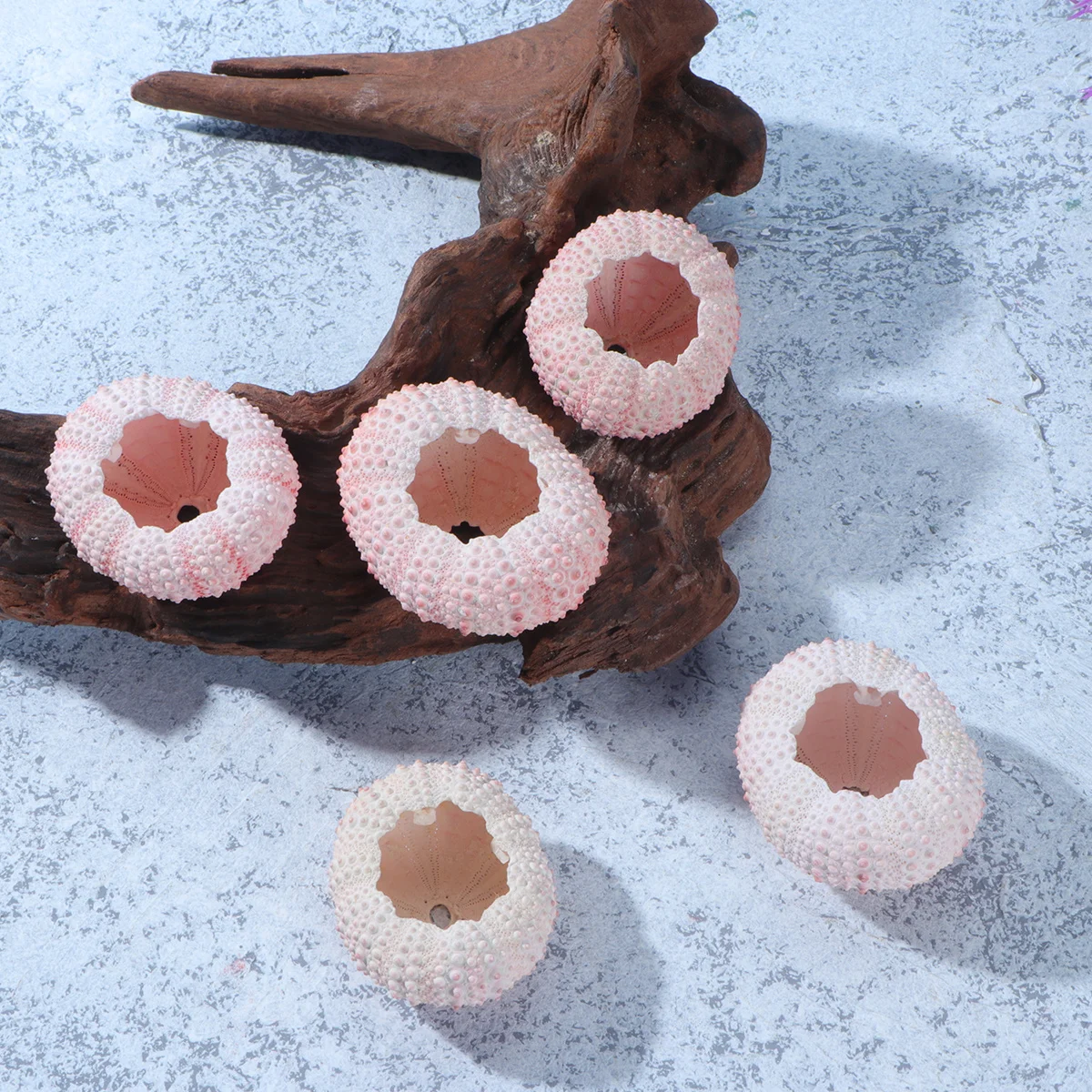 

6Pcs Sea Urchin Shells Natural Planting Pots for Tillandsia Air Plants DIY Hand Craft Material Decorative Succulent Holders