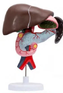 Anatomic Model of Liver, Duodenum, Pancreas, Spleen and Biliary