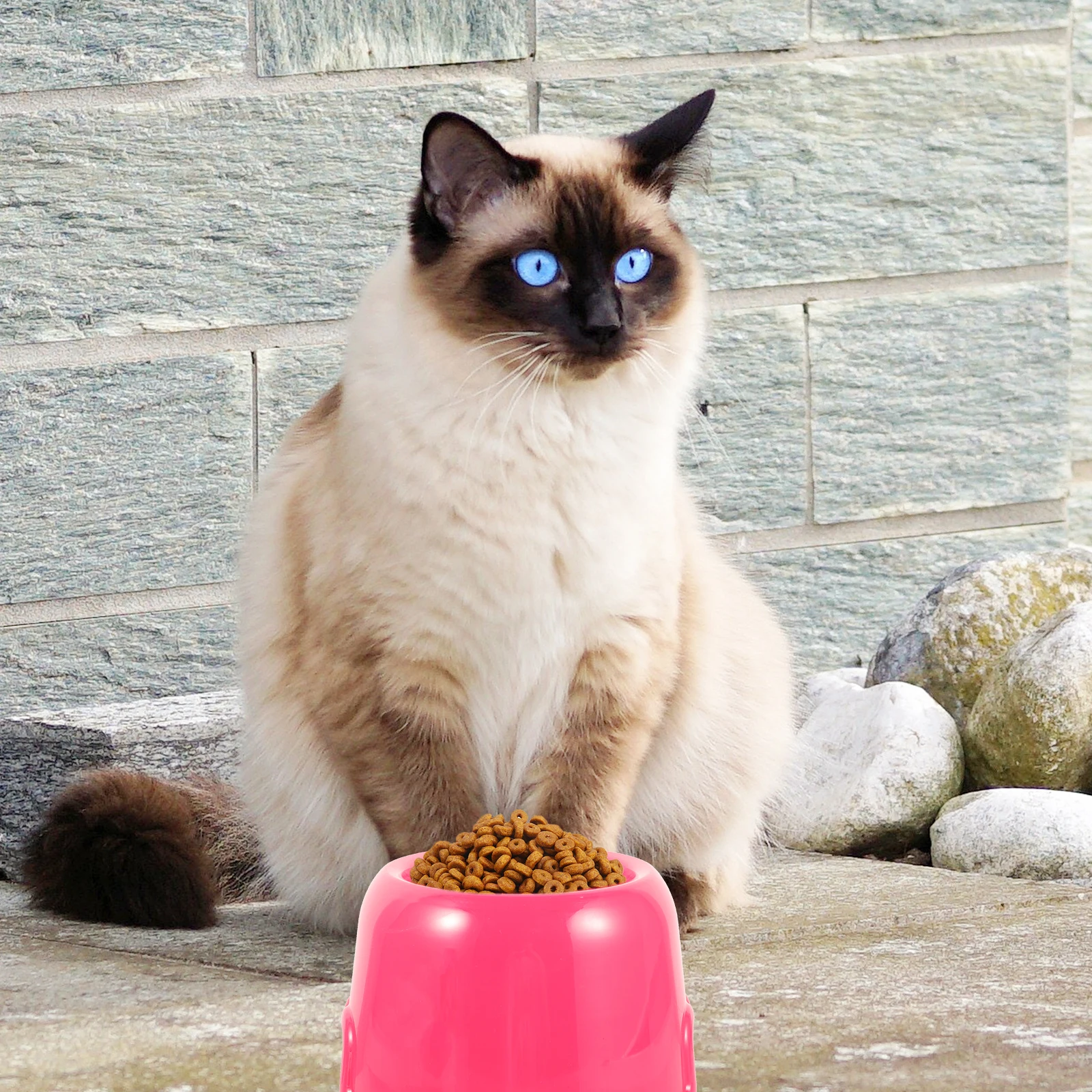 

Cute Dog Food Container Plastic Round Dog Bowl For Small Dogs Sturdy Pet Bowls Cat Puppy Feeder Large Capacity Spill-Proof
