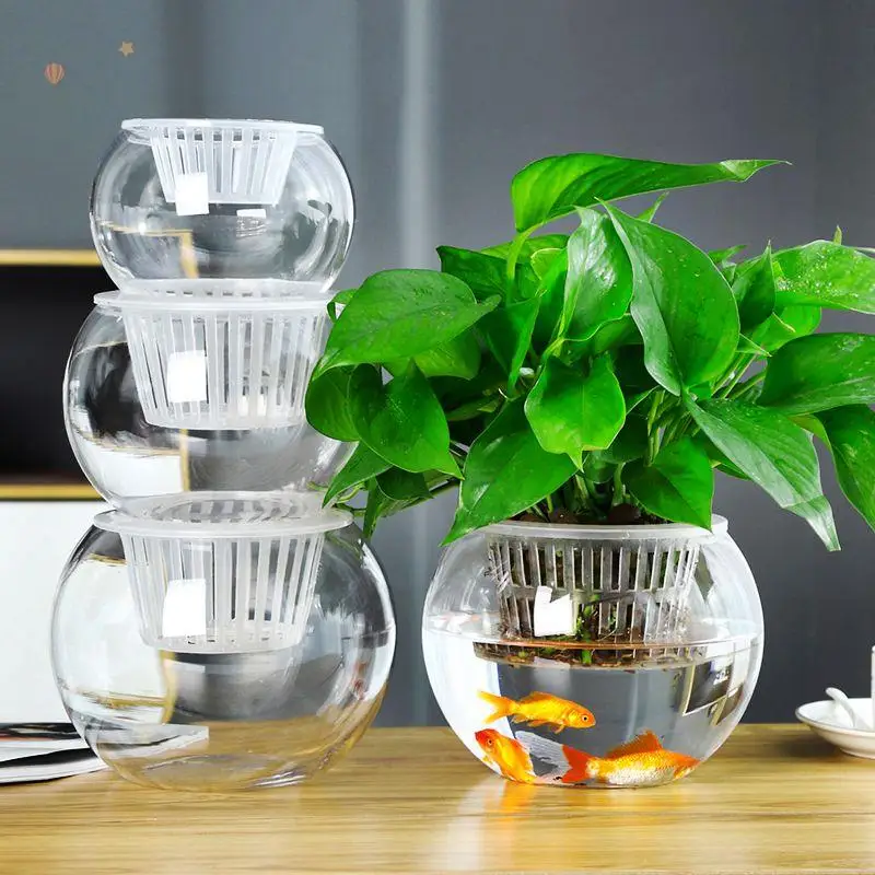 Transparent Glass Water Cultivation Plant Basket Flower Vase Green Ivy White Palm Special Water Culture Container round Ball ...