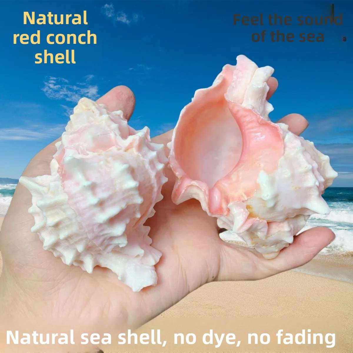 Natural  Large Pink Trumpet  Succulent Plant Pot Fish Tank Decoration Replacement  Home Decor Creative Accesso...
