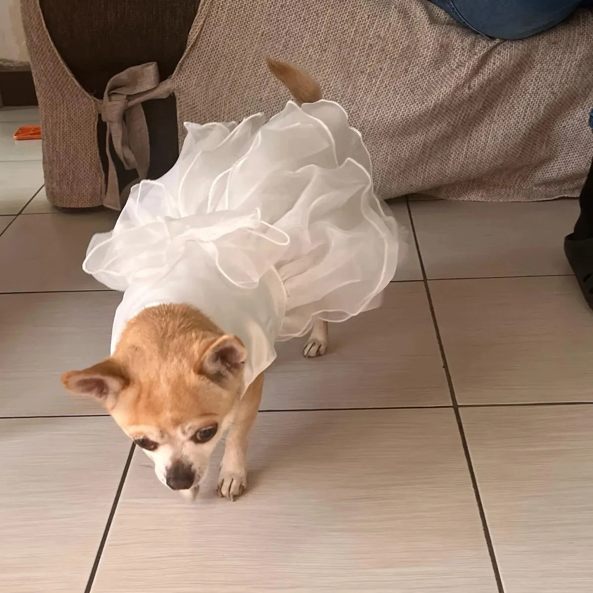 princess polly baby blue dress Dog Bridesmaid Dress main image 0