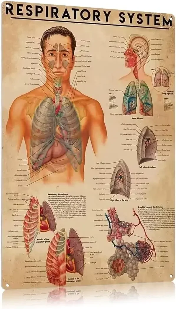 Respiratory System Knowledge Metal Tin Signs Infographic Posters Therapist Guide Plaques Home Room Clinic Hospital