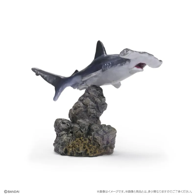 BANDAI Japan Gashapon Cute Mini Biology Illustrated Handbook Hammerhead Shark Carcharias Kawaii Models Capsule Toys Gift