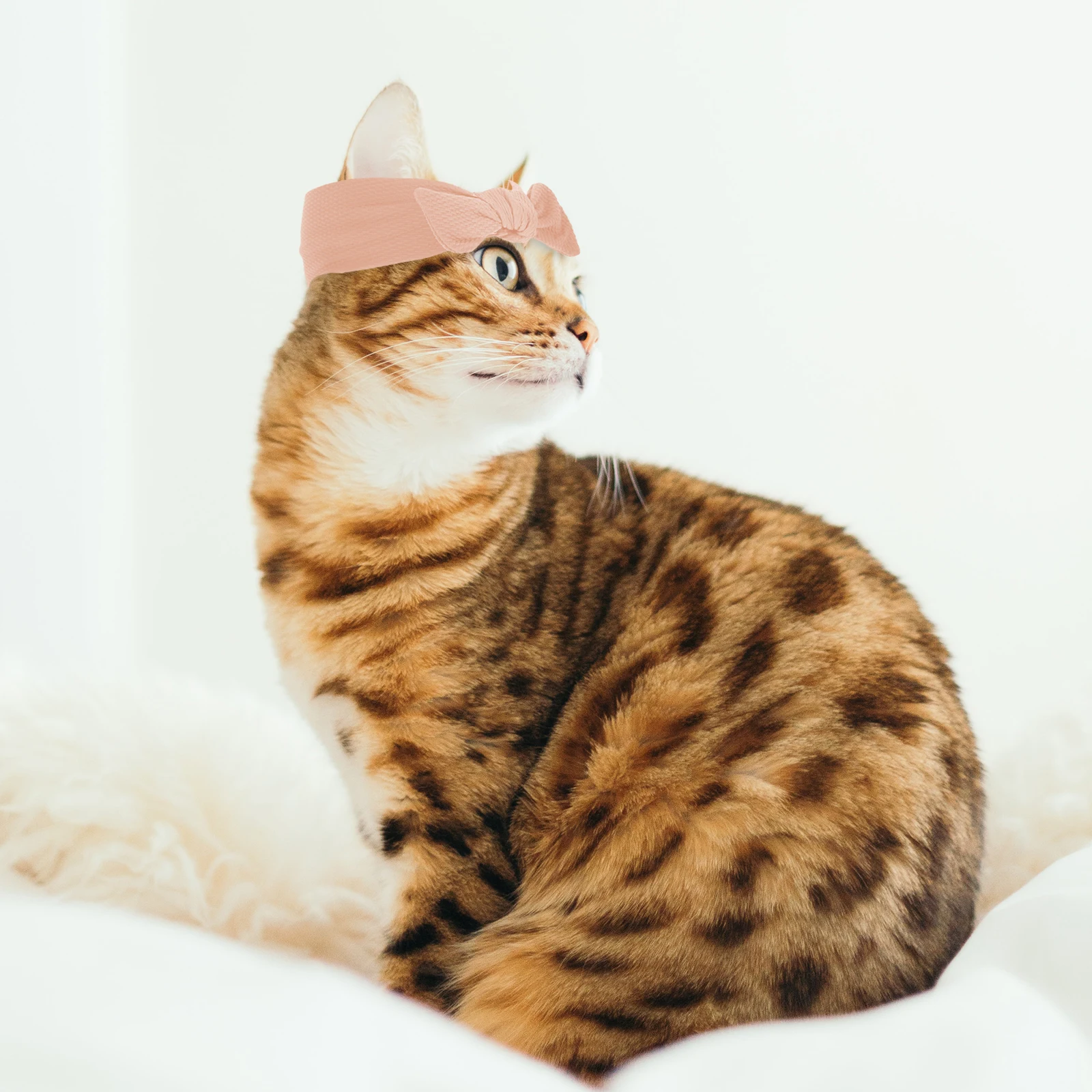 

2Pcs Pet Bowknot Headbands Fashionable Dog Hair Accessories Small Puppy Grooming Bows Festival Party Dog Headband