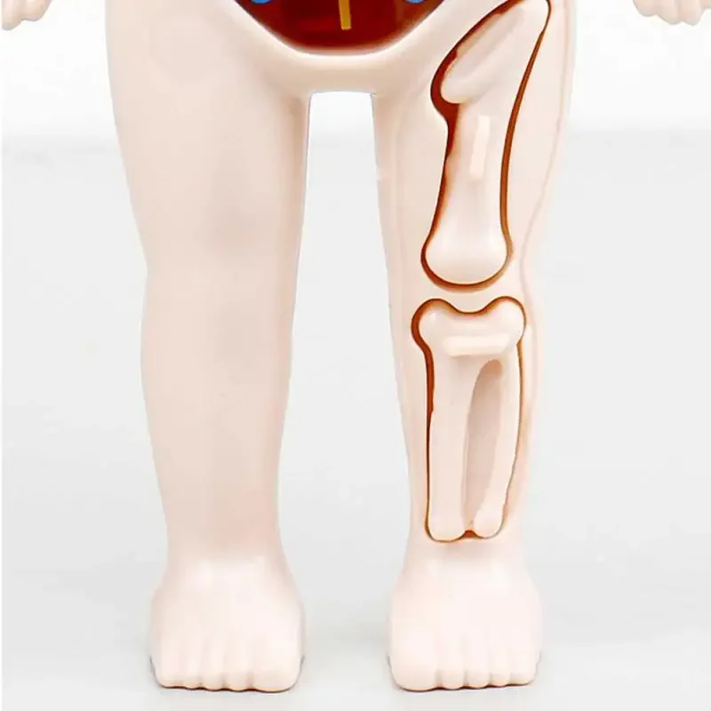 14-Piece Set Children's Science and Education Human Body Organ Model Assembled Early Education Toys image 3
