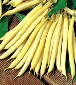 12 meilleures graines de bonsaï vendues - No 12