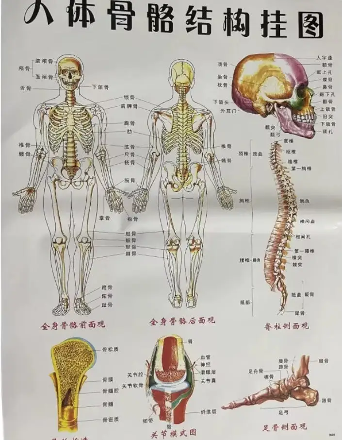 Brain model 1:1 craniocerebral skull anatomy human removable 8 parts neurology teaching model