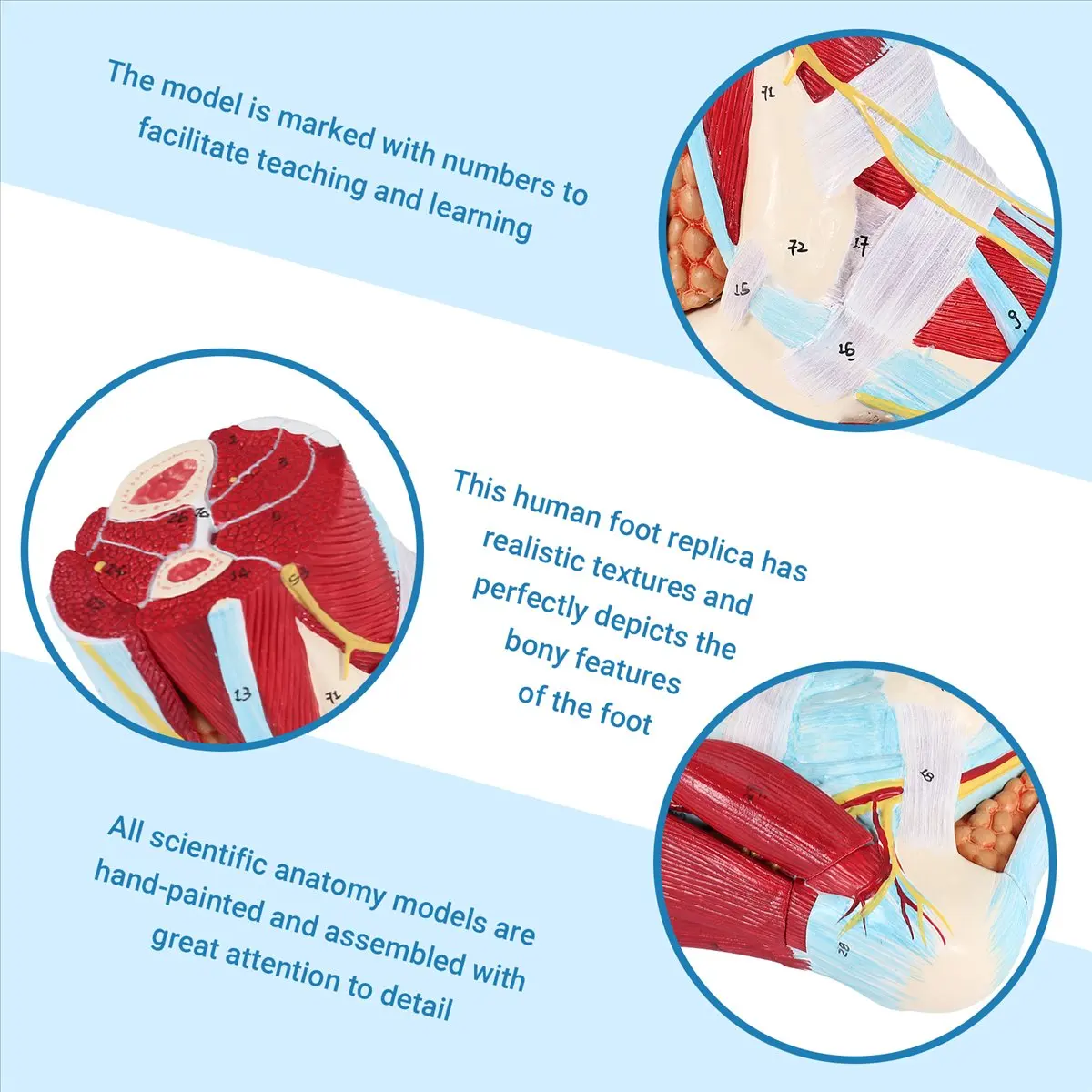 OK Foot Anatomy Model 9 Parts, Foot Joints, Including Bone, Muscles, Ligaments, Nerves and Blood Vessels of the Human Foot