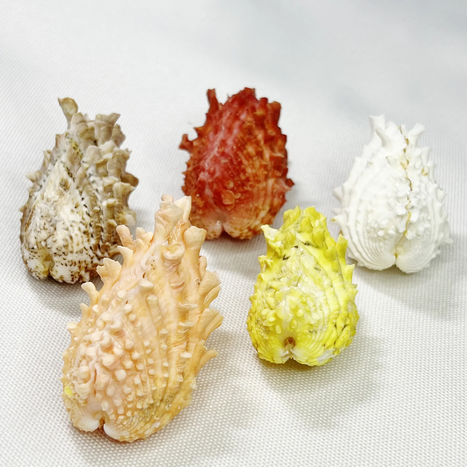 Natural Tridacna Shell - Abacus Clam Coral, Marine Collector's Specimen, Reef Display Piece, Ocean Themed Decor, Large Bivalve O