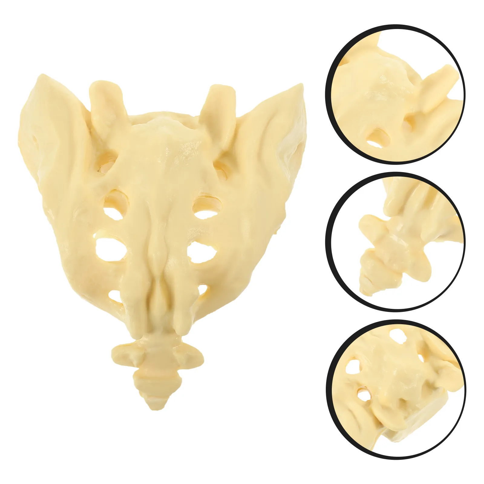 

Healthy Sacrum Models PVC Durable Smooth Anatomical Features Doctor Nurse Student Practice Hospital Education Medical