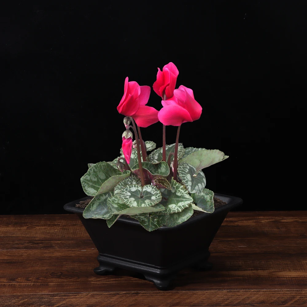 Creative Imitation Purple Clay Flowerpots Colorful Durable Thick Four Sided Basin DIY Succulent Plant Bonsai Gardening