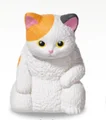 calico cat