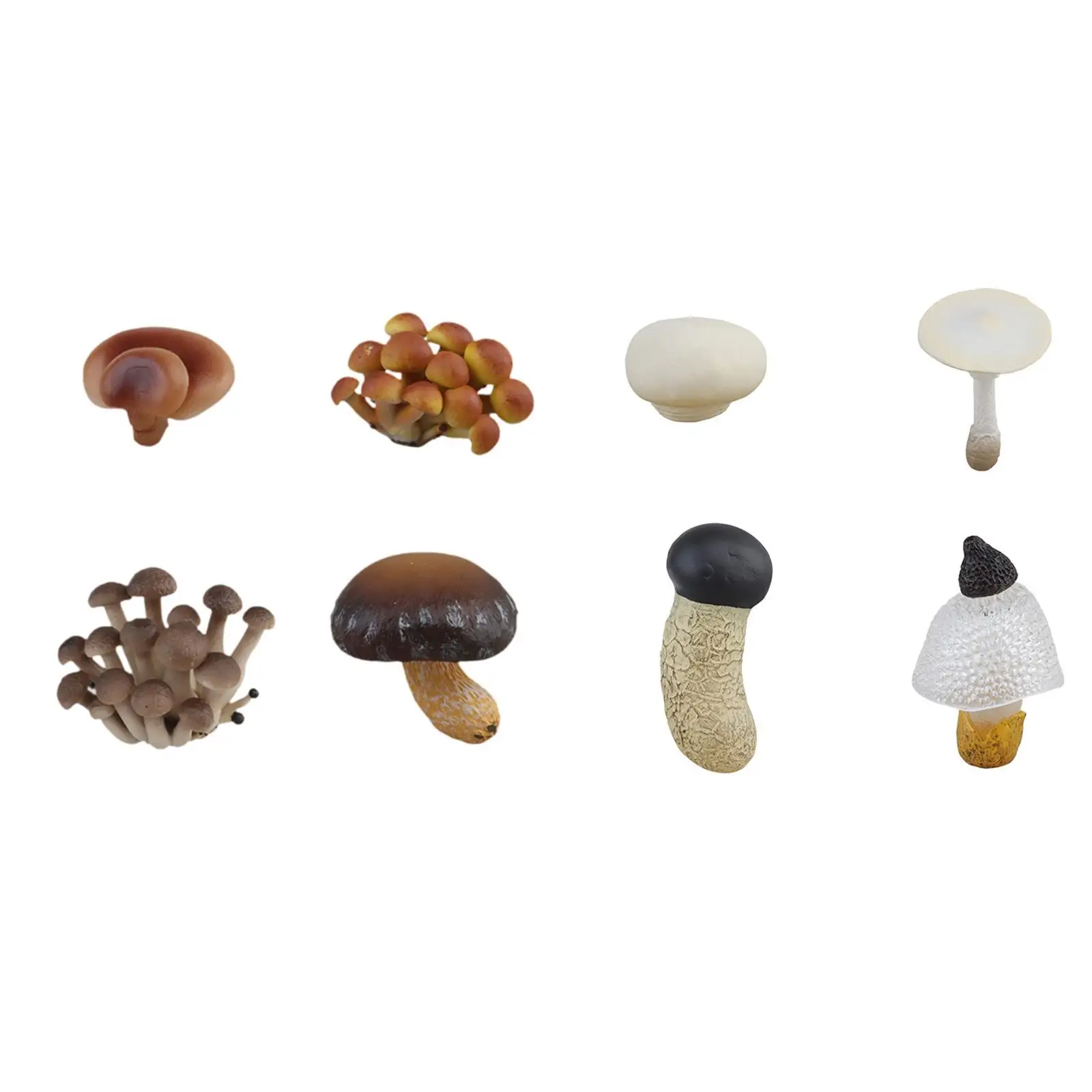 

Simulated Mushroom Growth Cycle Toy Mushroom Development Stages Children