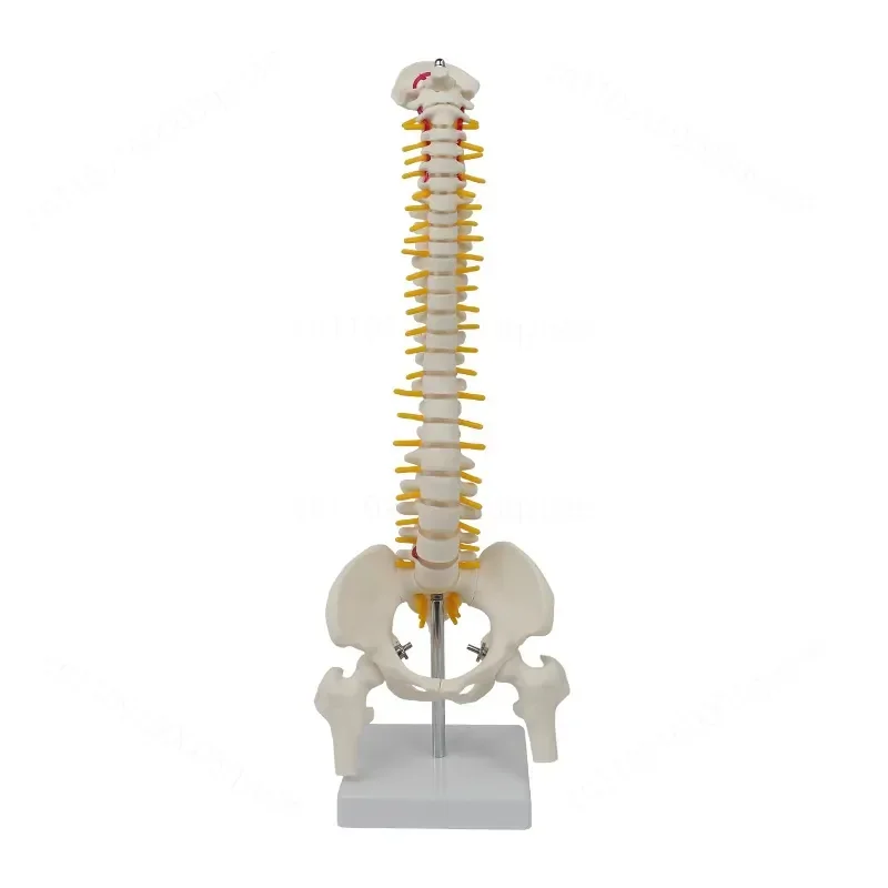 modelo-de-columna-vertebral-humana-mediana-con-cinturon-espinal-y-huesos-pelvicos-y-de-pierna-material-didactico-medico-para-demostracion-neuroesqueletica-y-estudio-de-anatomia