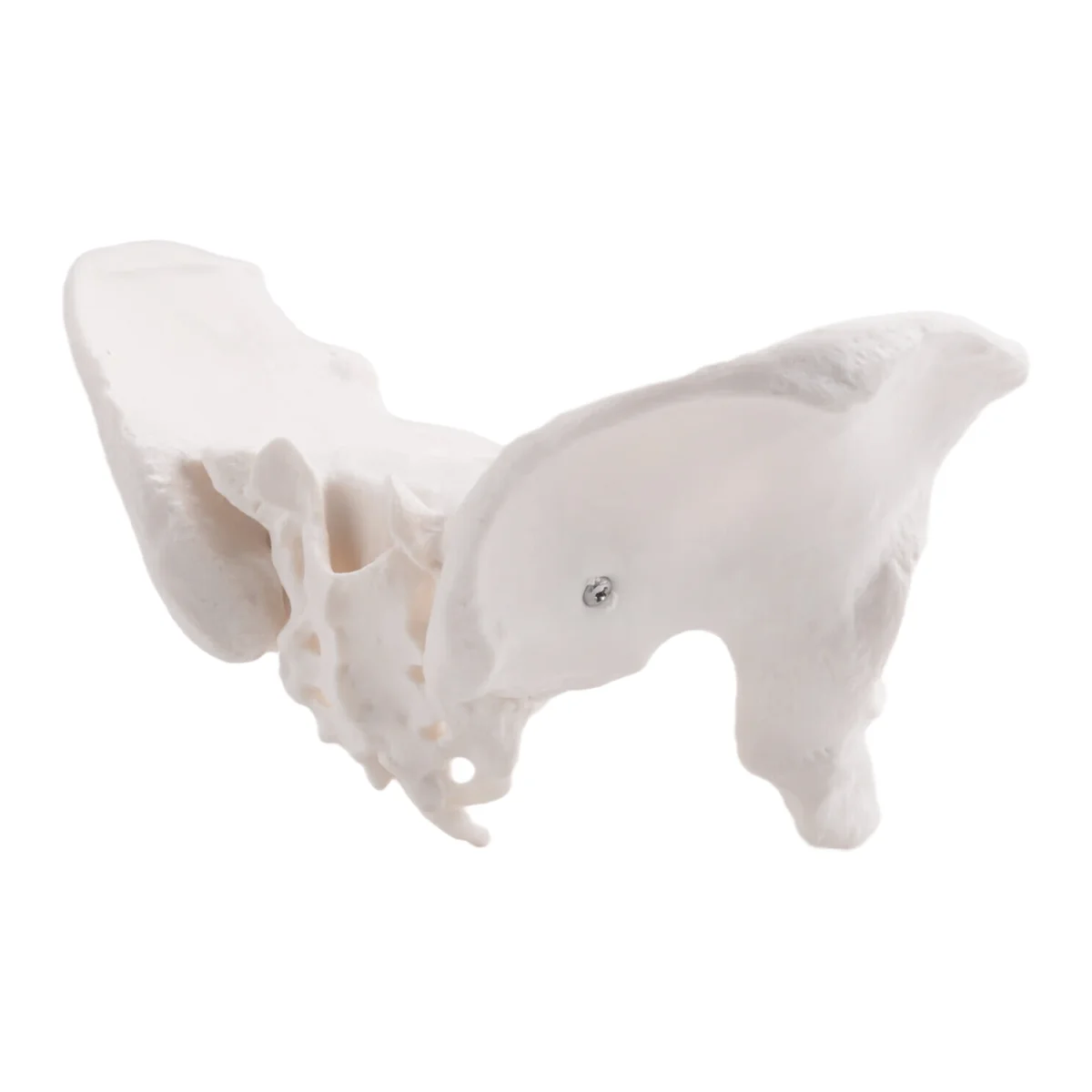 【New User-Coupon!】Medical Teaching Model