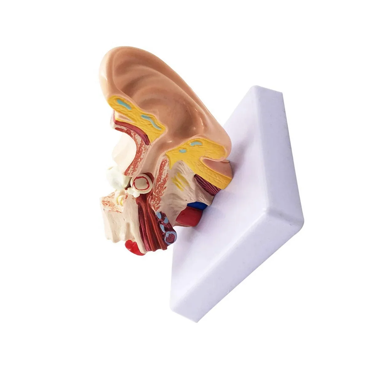 

1.5X Human Ear Anatomy Model - Professional Desktop Inner Ear Structure Simulation Model for Education HOT