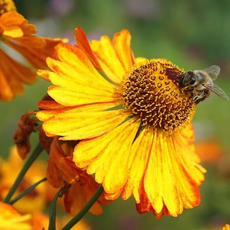 

Передний приводной вал CVD FSR 239022, универсальный шарнир, МОДЕЛЬ TT 1/7, DESERT STORM, SHORT Course TRUCK, радиоуправляемые бегуны