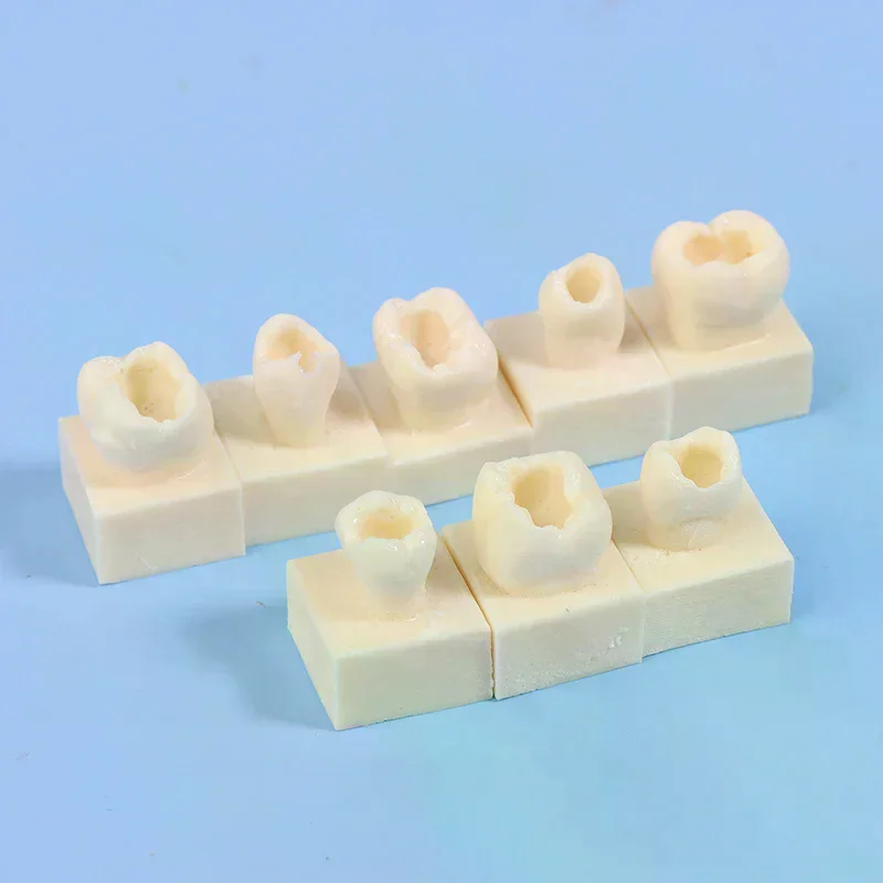 8PCS 8Pcs/Kit Dental Posterior Student Training Test Model Practice Composite Resin Filling Teeth Jaw Dentistry Equipment