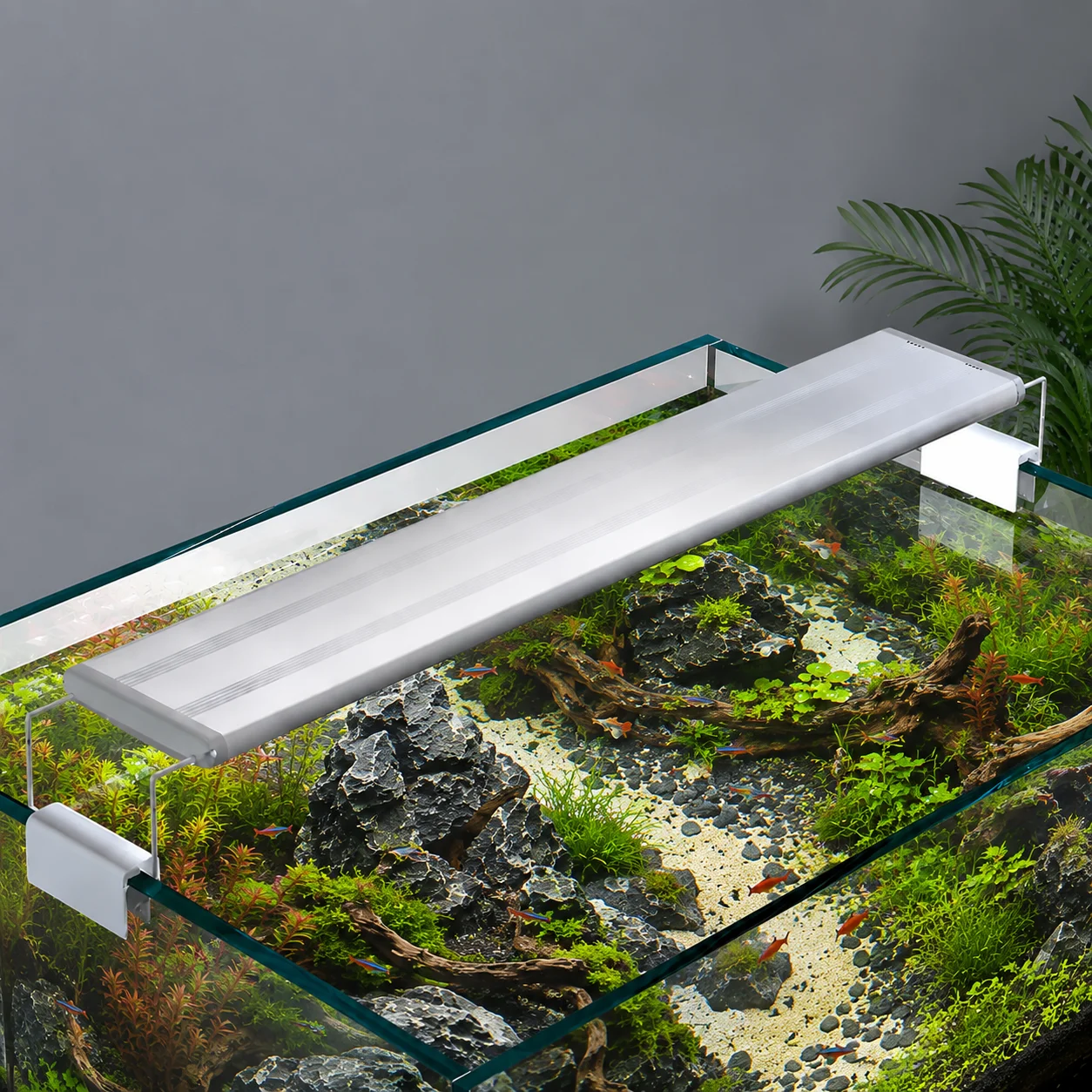#13 Trending Aquarium Decor Right Now