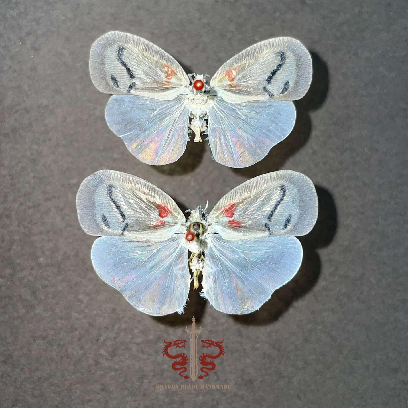 Moth specimen Lawana imitata, 1pc wings spread A1/A- high quality, Decorative Display Collection Gifts