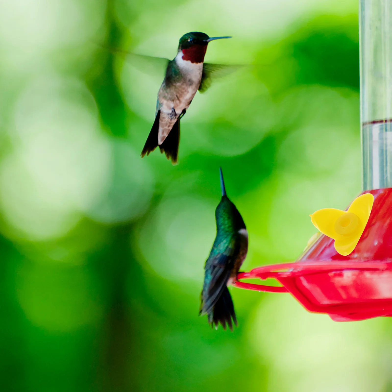 

15Pcs Creative Flower Shape Bird Feeder Safe Plastic Hummingbird Feeding Supply Garden Ornament Realistic Look Feeding Station