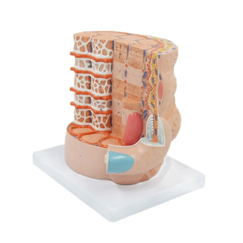 

Human Skeletal Muscle Fibers Anatomy Model for Disease Study Medical Lecture