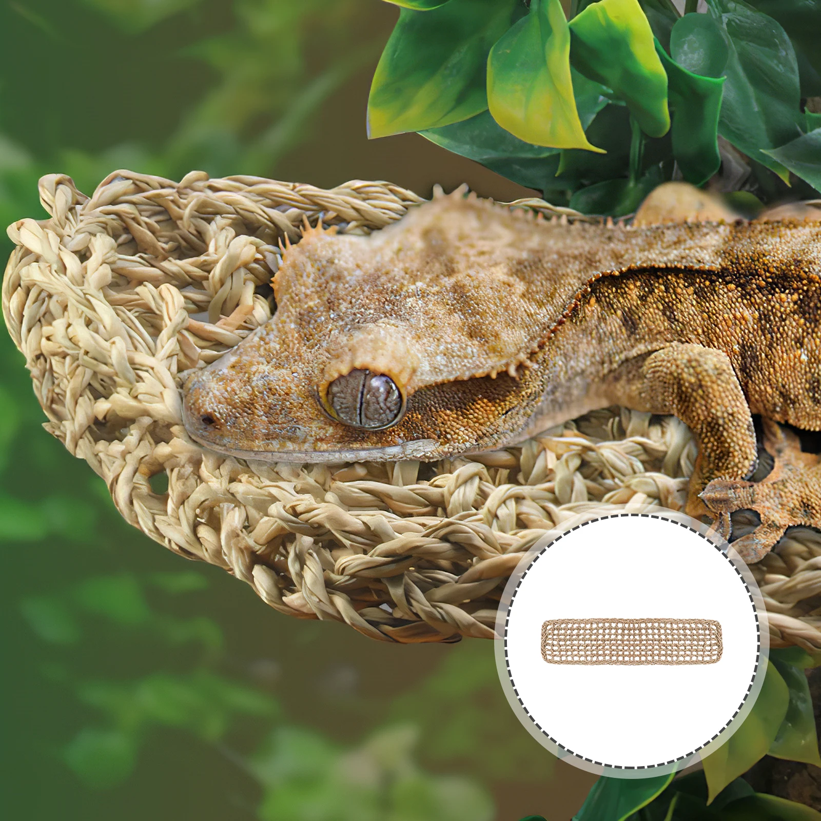 سرير أرجوحة سحلية ألياف العشب الطبيعي صالة متينة للزواحف قابلة للتسلق لأنولس التنين الملتحي أبو بريص