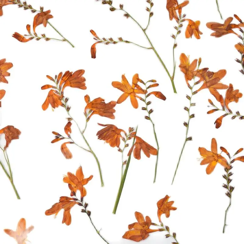 Orange Dried Flower On Stems, Art Specimens Plants,60 Pcs