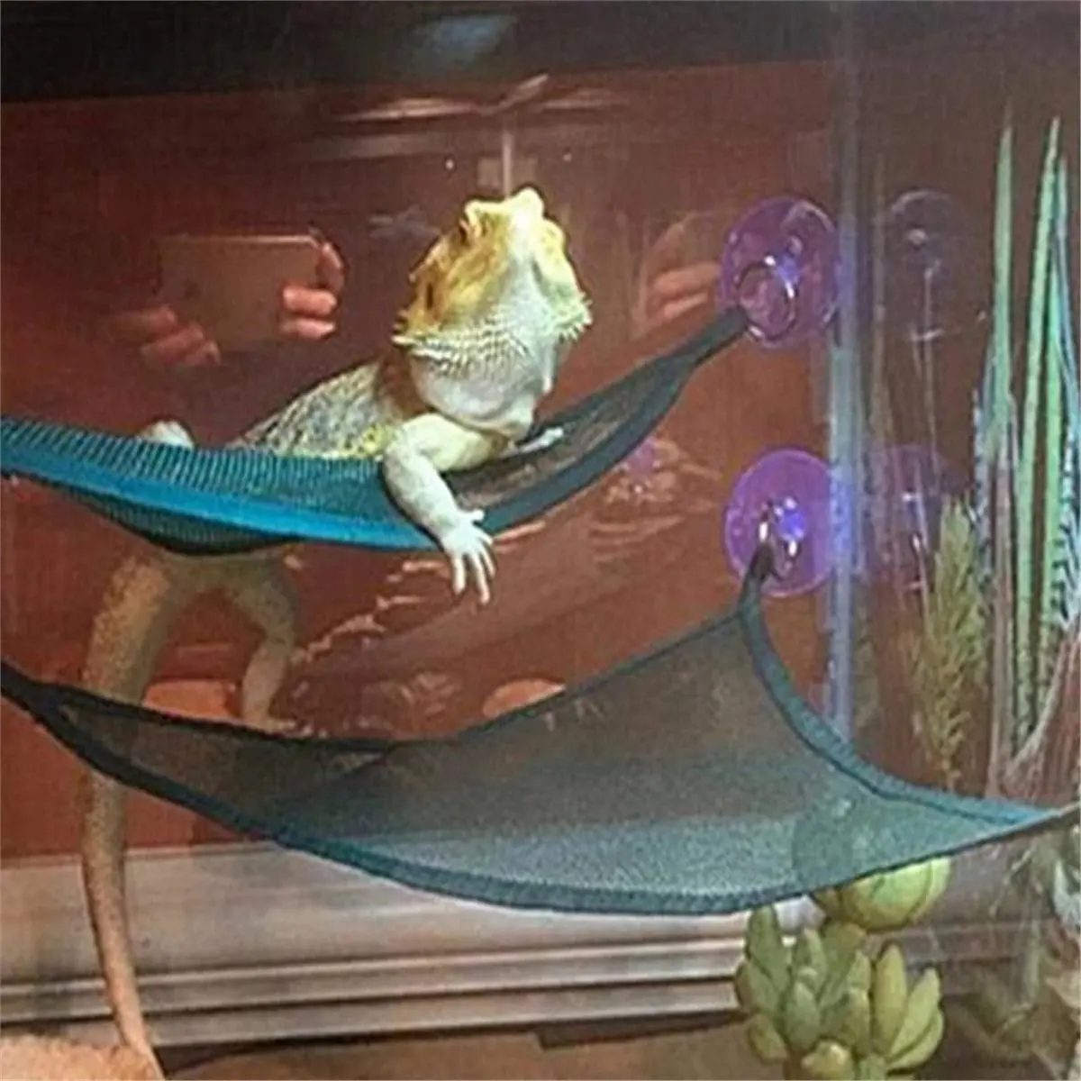 NEW Reptile Hammock Ladder Accessories Set Bearded Anole Geckos Lizards or Snakes Reptile Accessorie 2pack